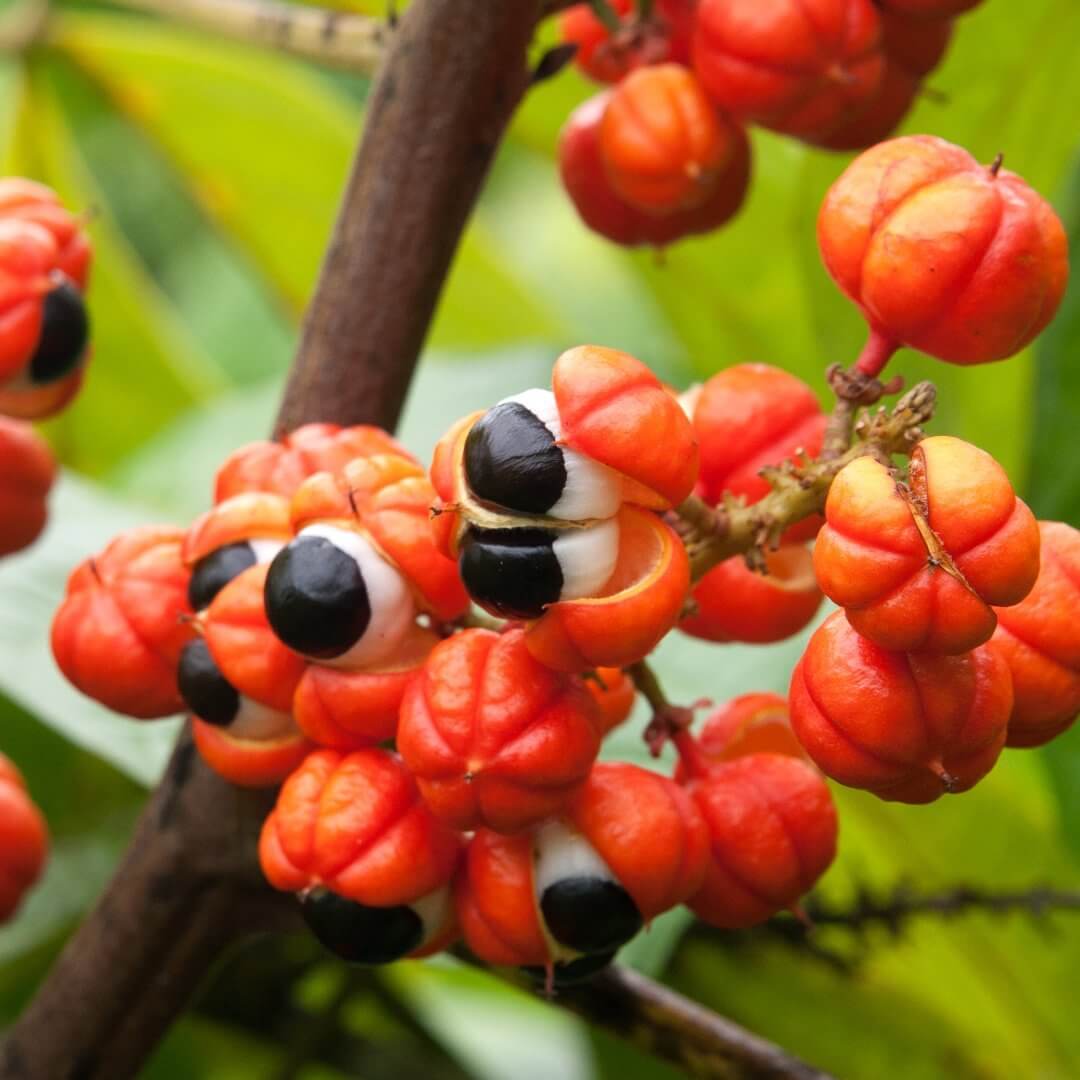 Guarana Der natürliche Wachmacher Amazonas Naturprodukte