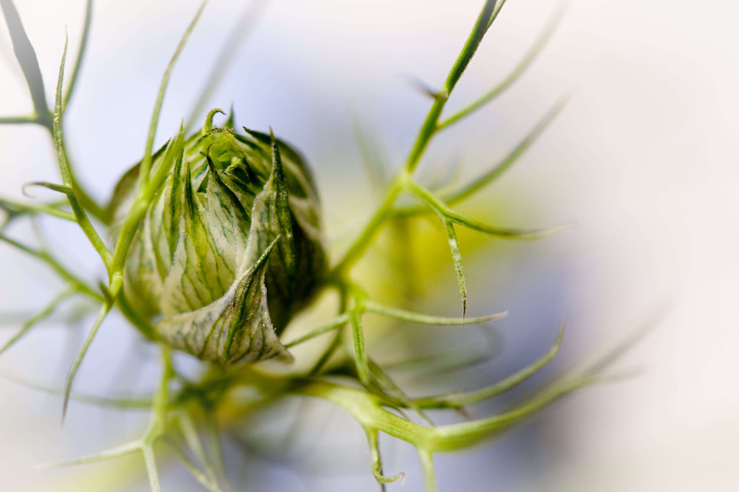 Schwarzkümmel Ernte von Amazonas Naturprodukte