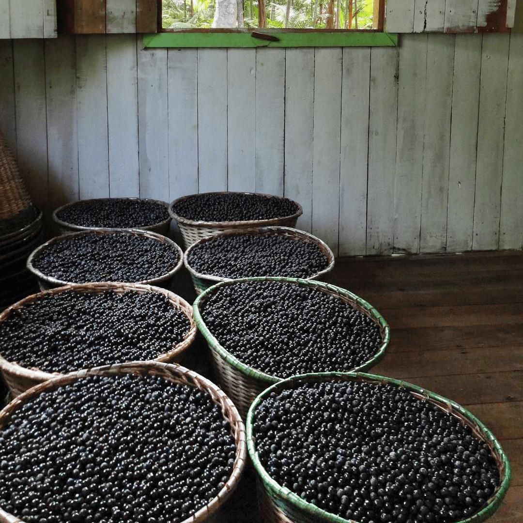 Acai Beeren von Amazonas Naturprodukte