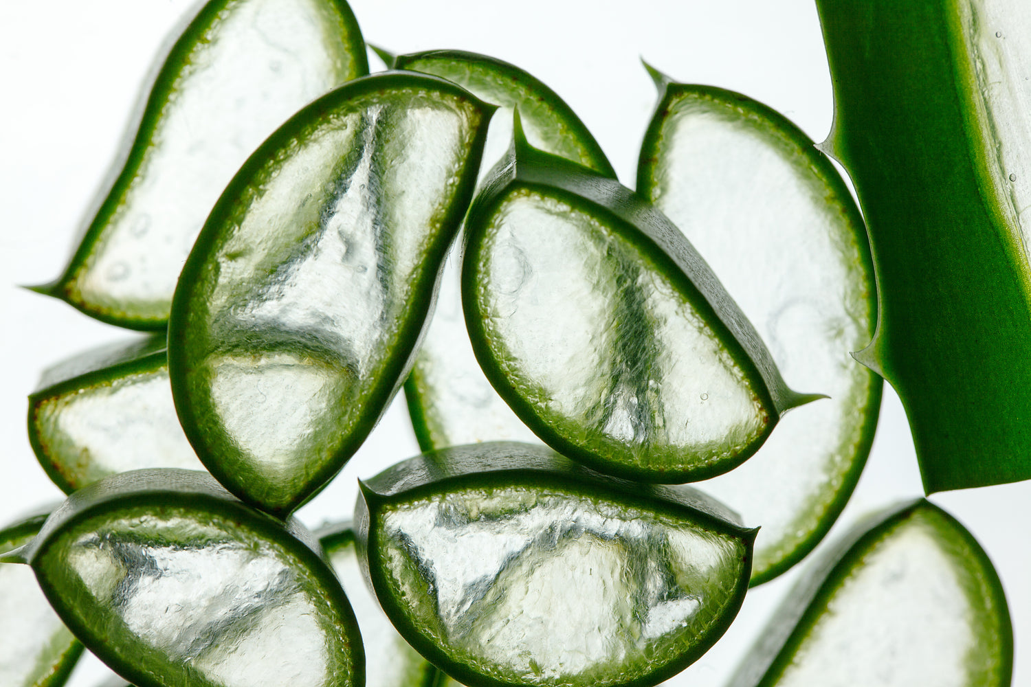 Aloe Vera Blätter aufgeschnitten