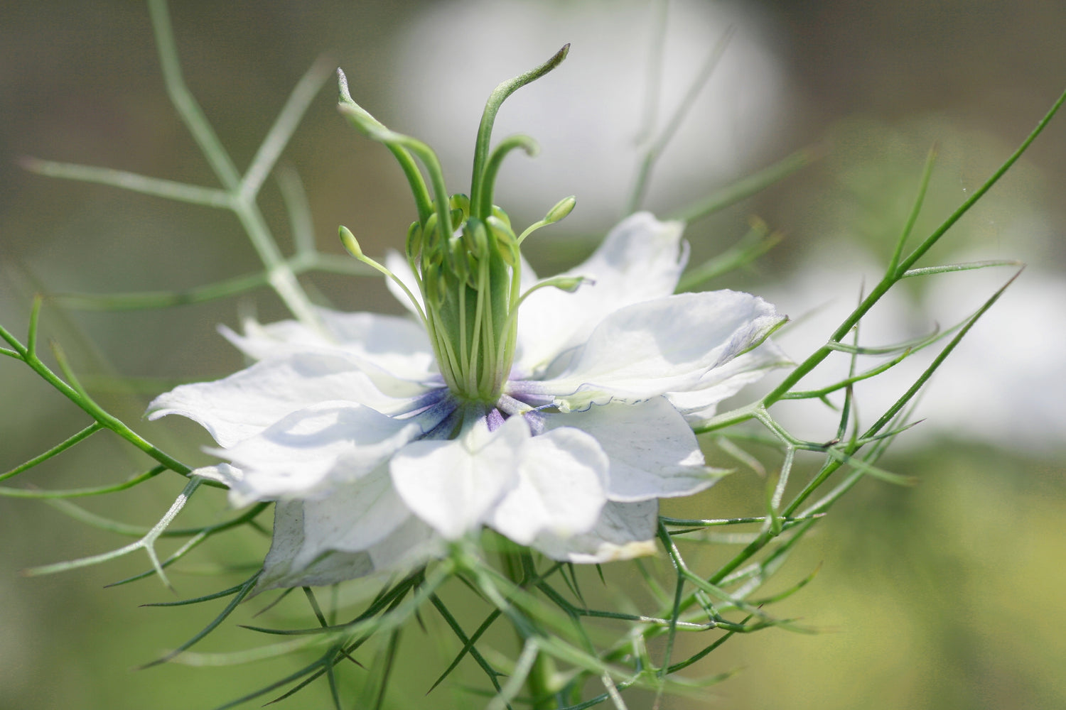 Schwarzkümmel Blüte