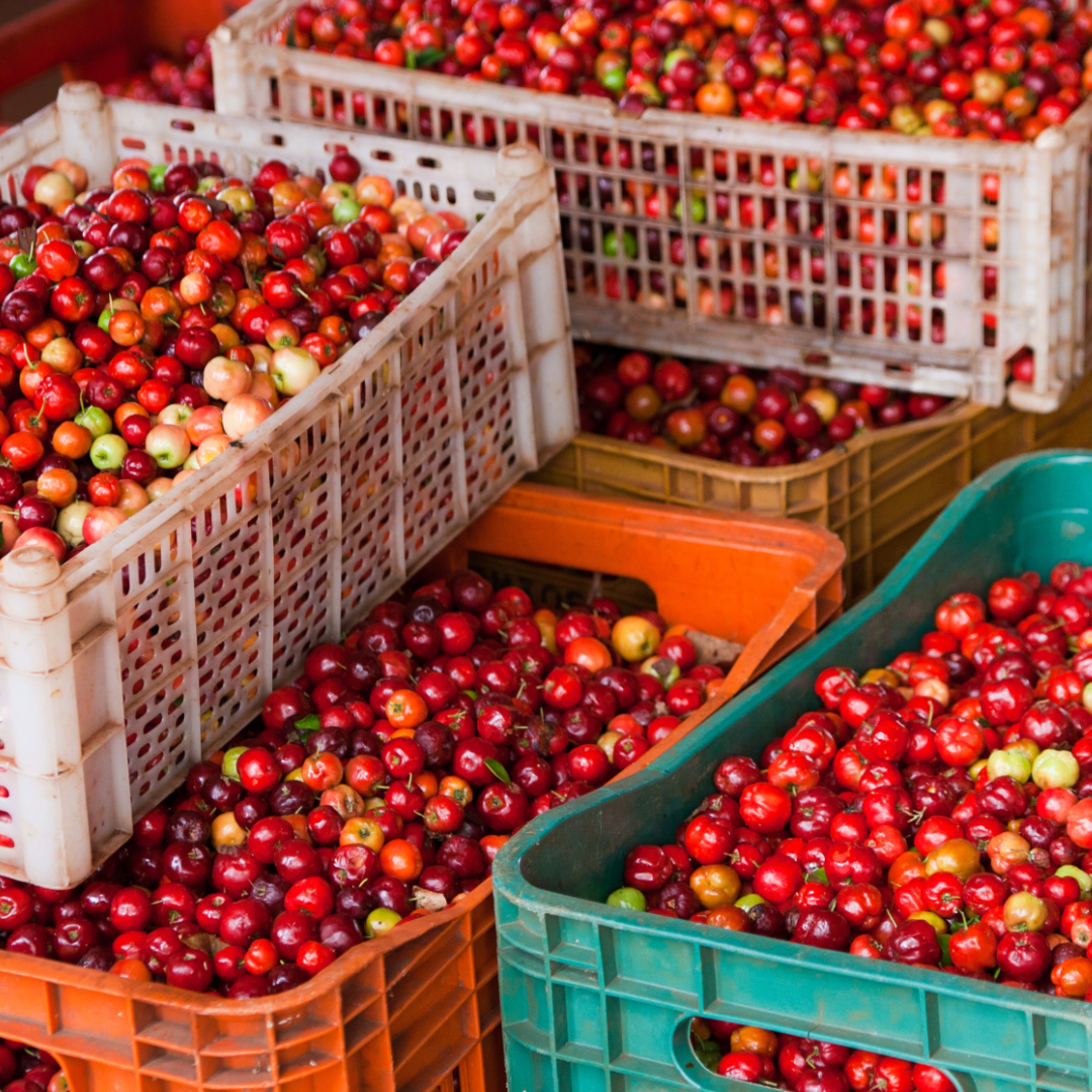 Acerola Kirschen in Kisten