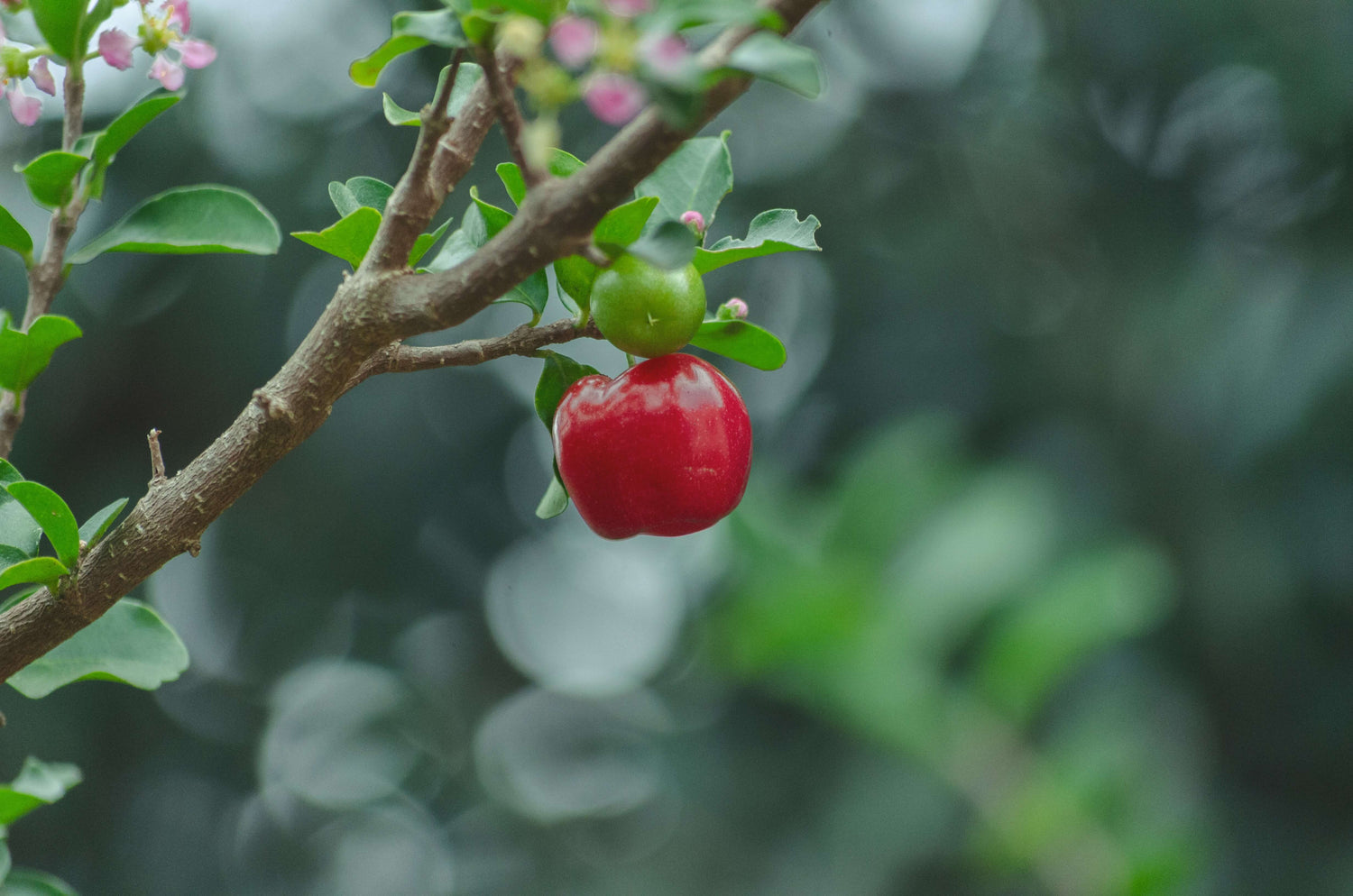 Acerola Kirsche am Baum