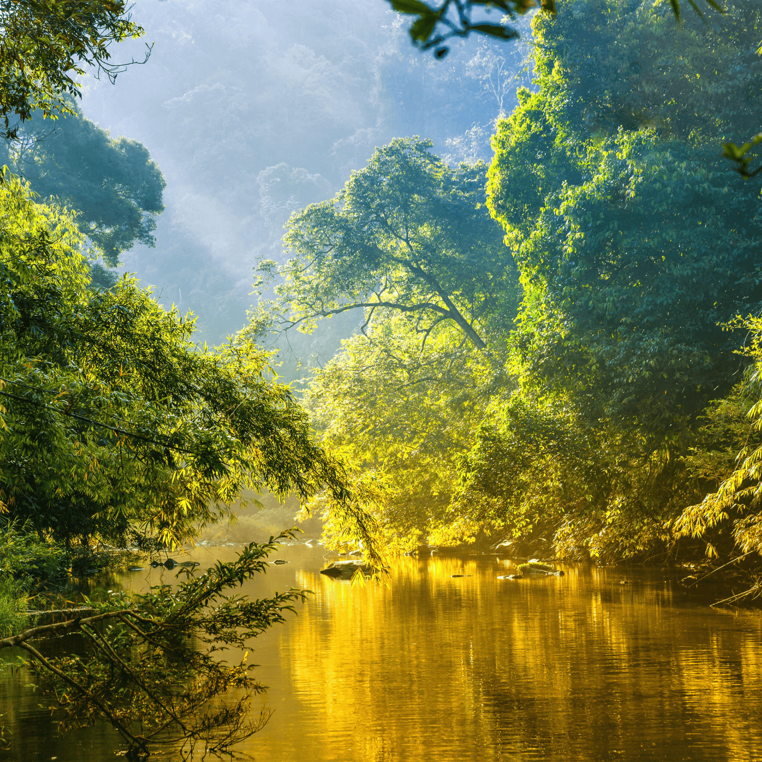 Urwald des Amazonas