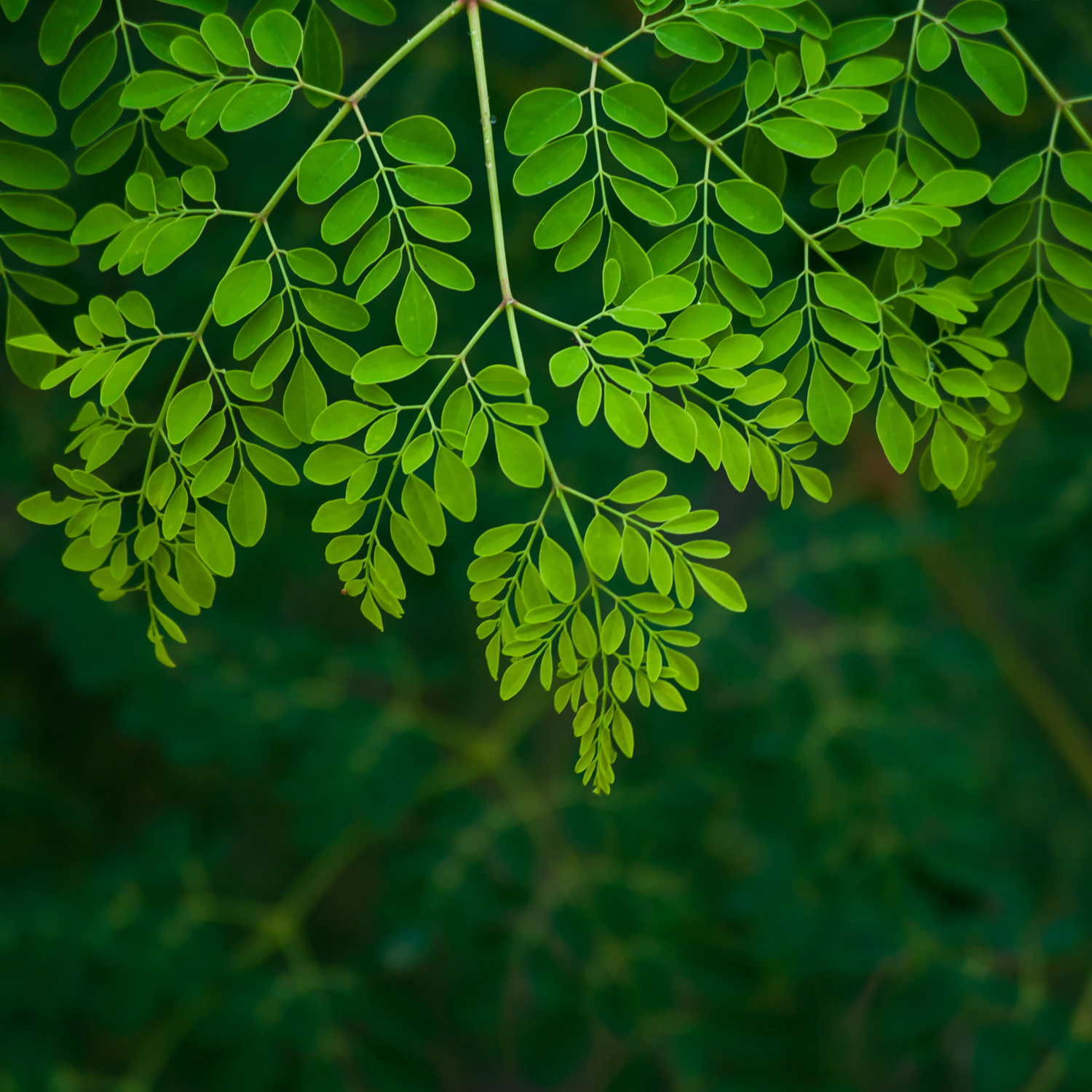 Moringa Blätter