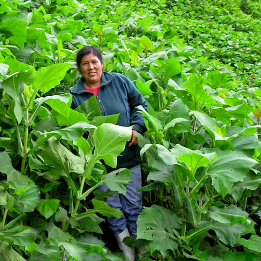 BIO Yacon Pulver von Amazonas Naturprodukte