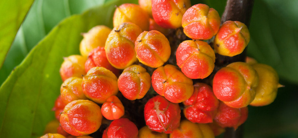 Guarana Früchte