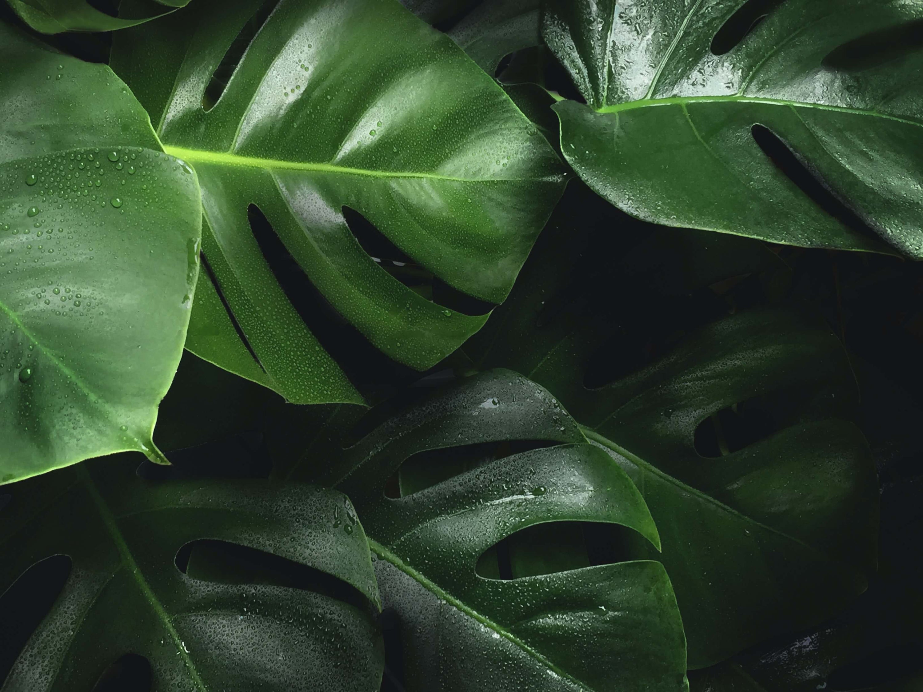 Guarana Der natürliche Wachmacher Amazonas Naturprodukte